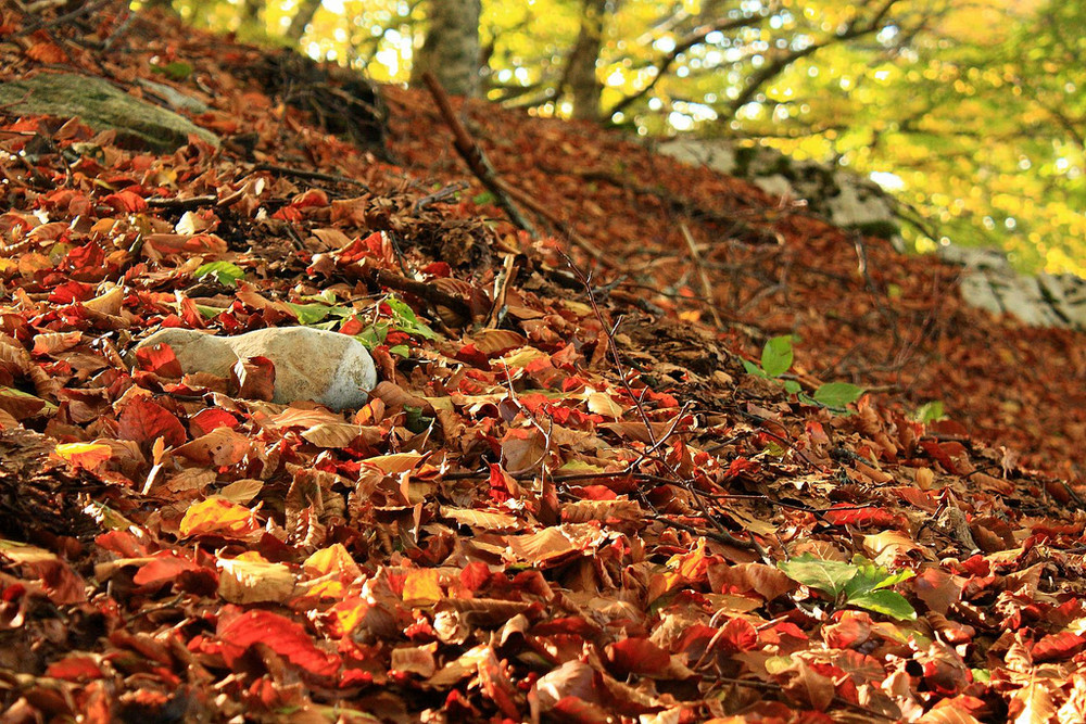 tappeti d'autunno...