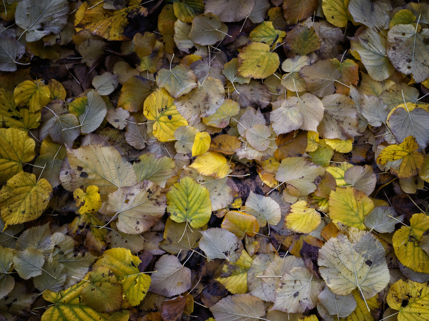 Tappeto autunnale