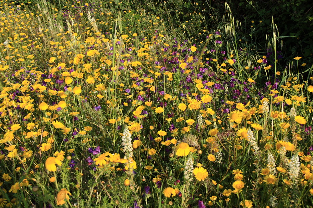 Tappeto di fiori di campagna