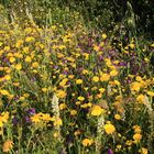 Tappeto di fiori di campagna