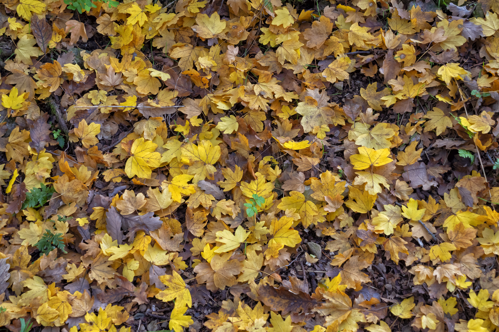 Tappeto di foglie