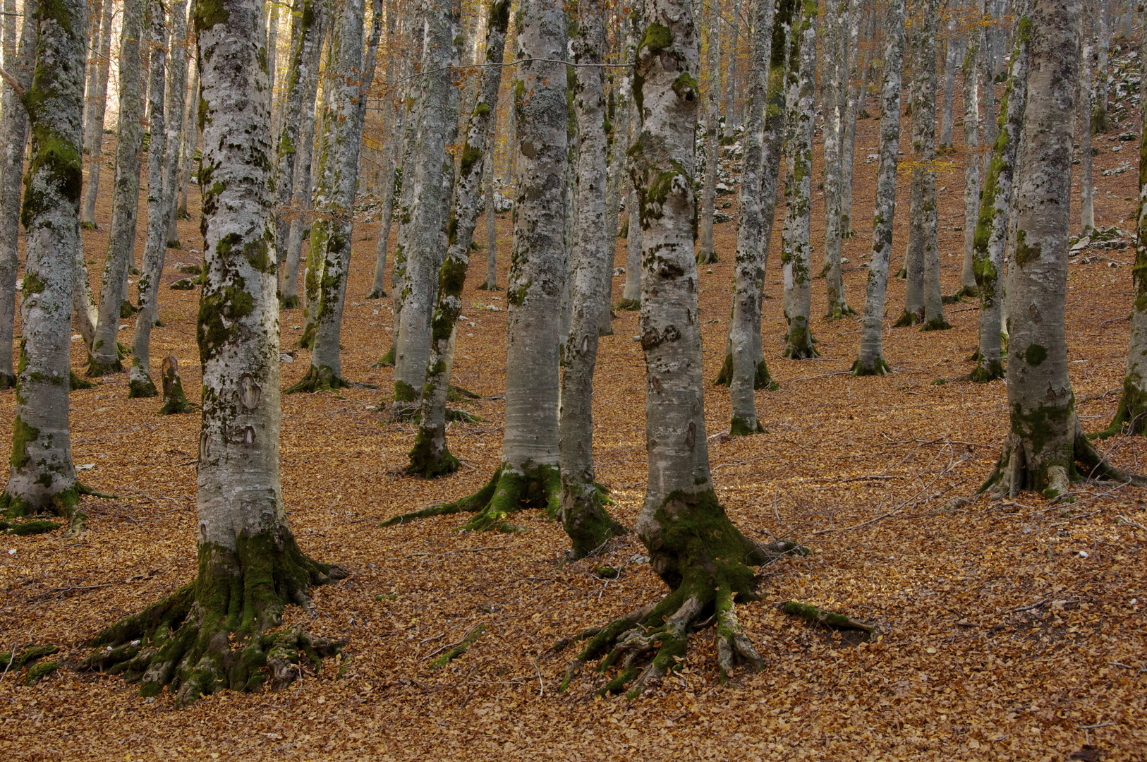 tappeto naturale a Forca d'acero