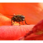 Tapîs de Rose Une mouche