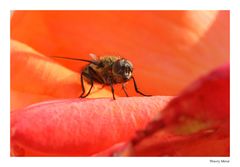 Tapîs de Rose Une mouche