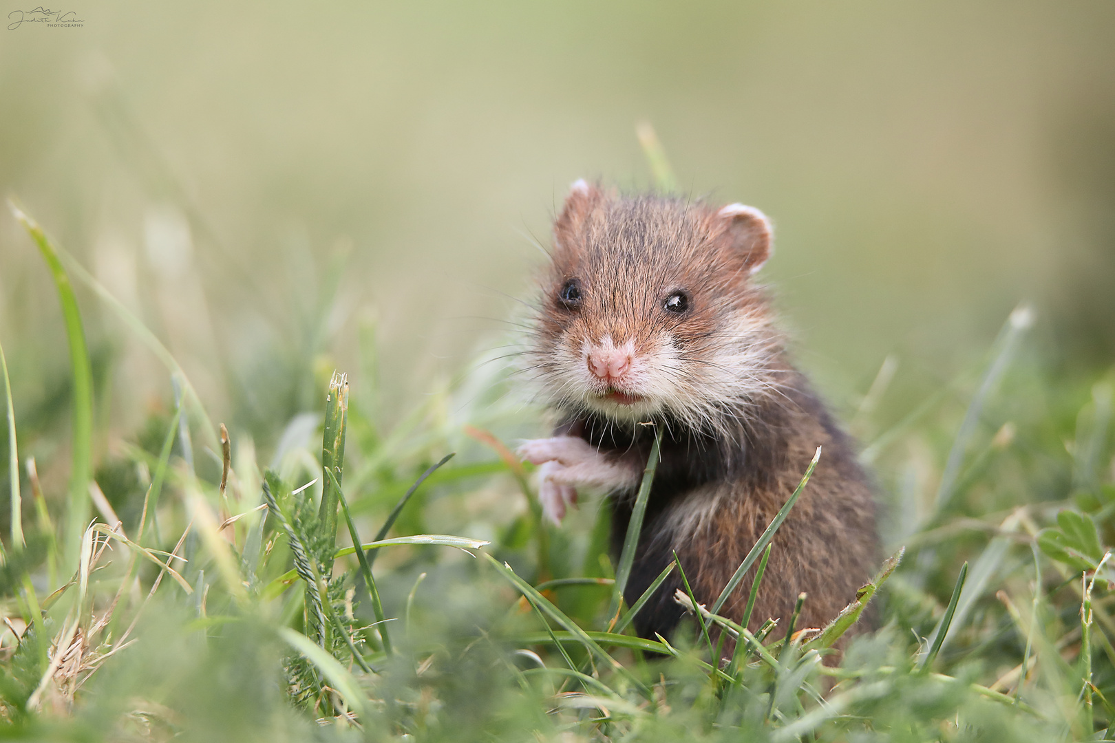 tapsig, drollig, furchtlos – ein Babyhamster!