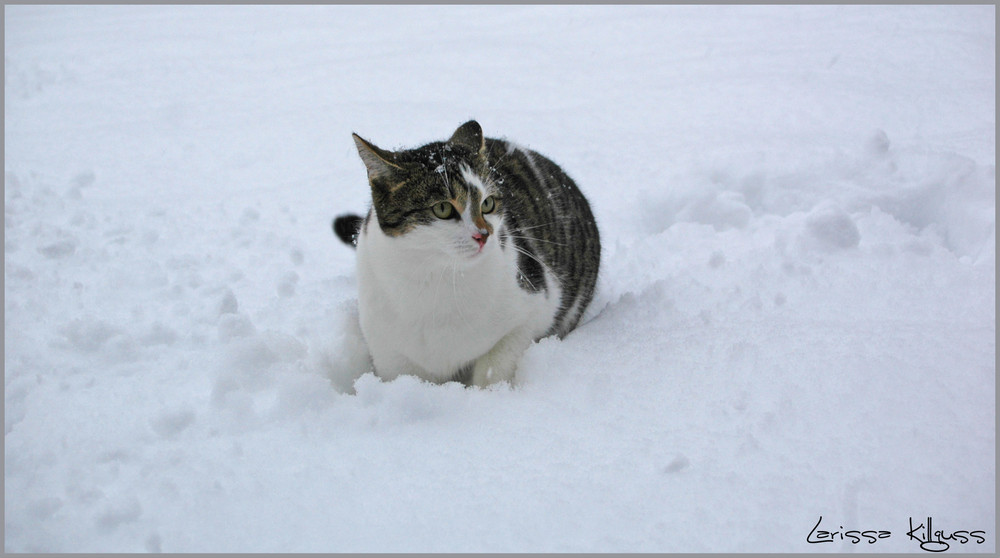 Tapsy im Schnee