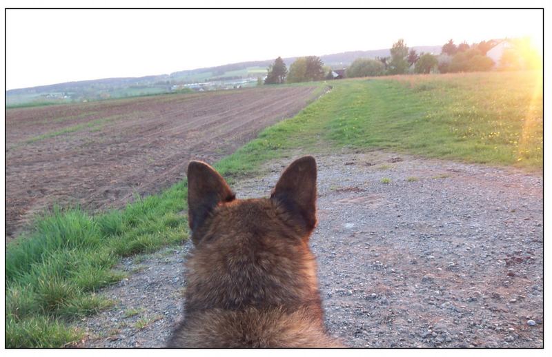 Tara lauscht bei Sonnenuntergang