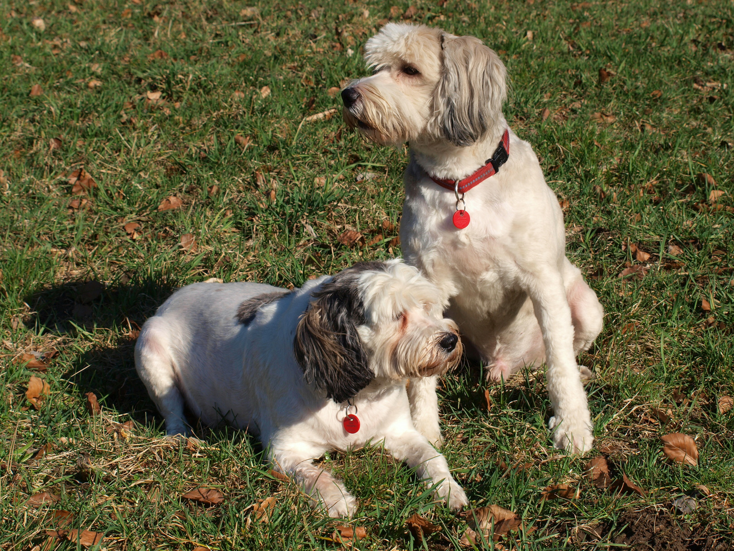 Tara und Balu (nach der Schur)