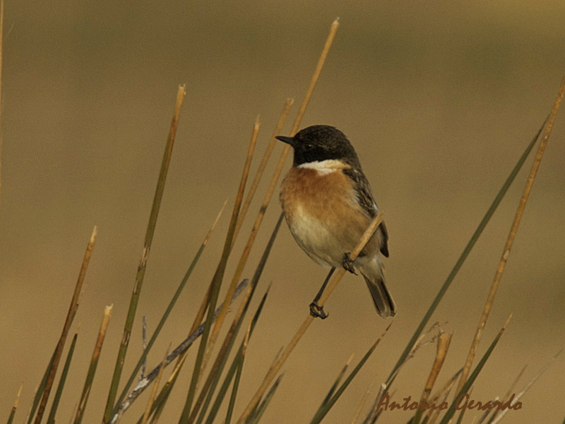 Tarabilla Comun