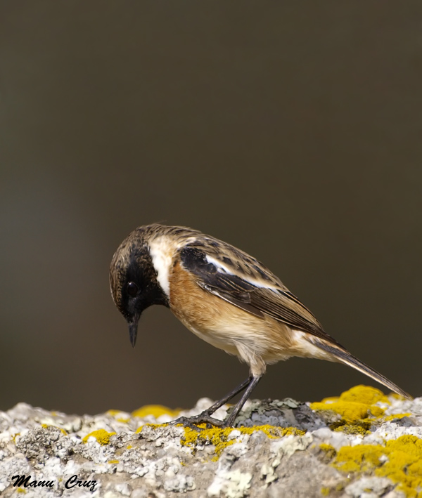 Tarabilla común, macho (Saxicola torquata)