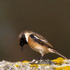 Tarabilla común, macho (Saxicola torquata)