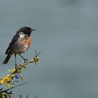 Tarabilla Común (saxicola torquatus)