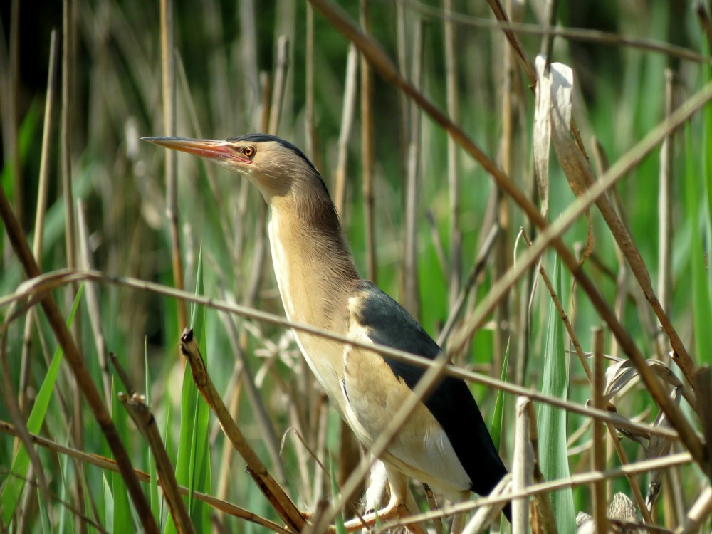 Tarabusino