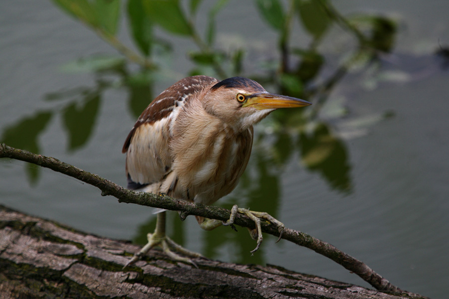 tarabusino