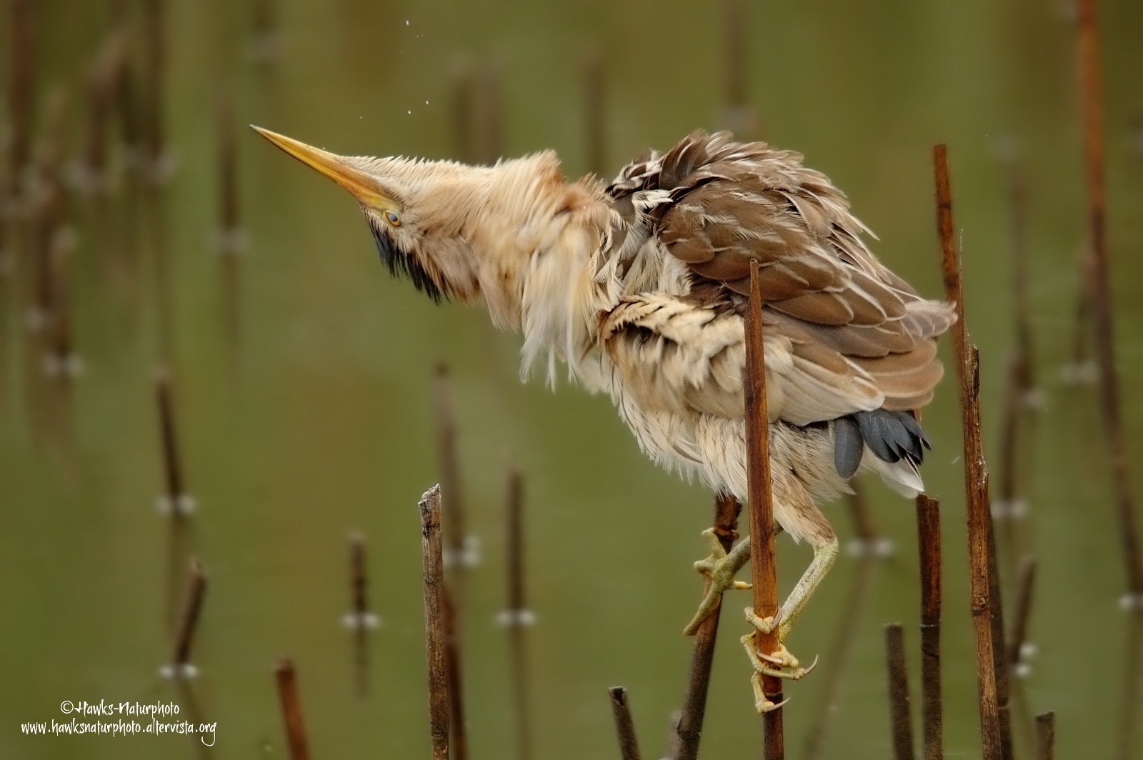 Tarabusino Femmina(Liitle Bittern)