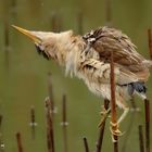 Tarabusino Femmina(Liitle Bittern)