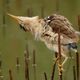 Tarabusino Femmina(Liitle Bittern)