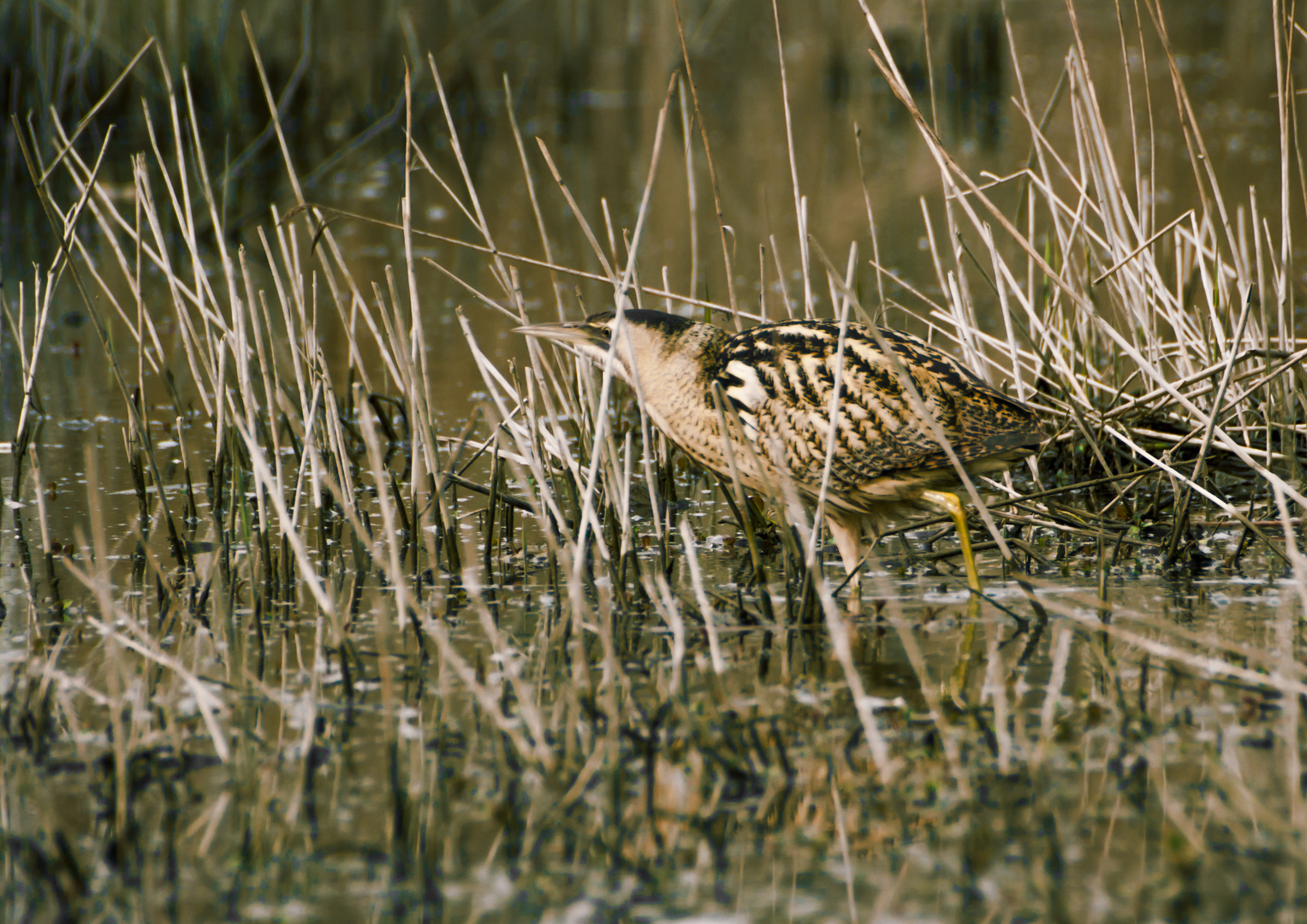 tarabuso (Botaurus Stellaris)