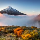 taranaki