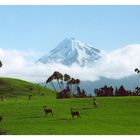 Taranaki (Mt. Egmont)