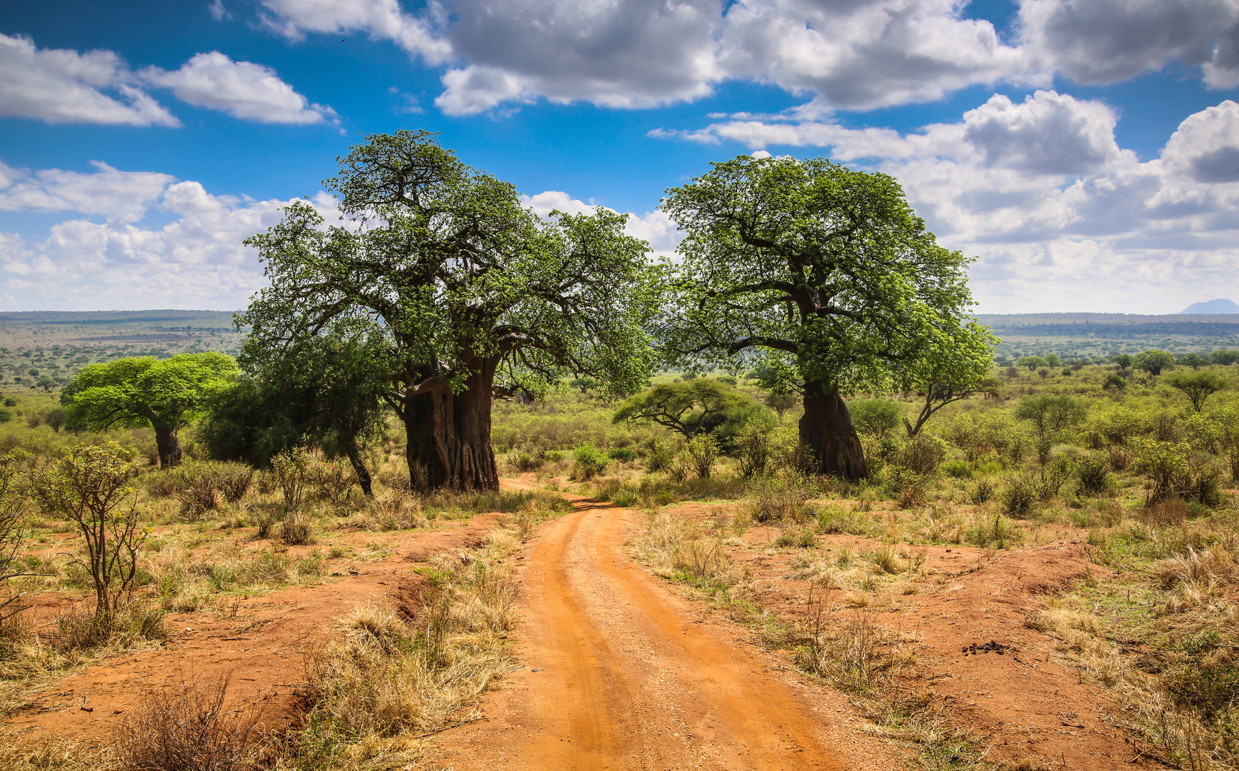 Tarangire 2 Baobabs