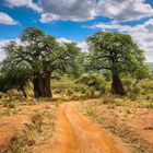 Tarangire 2 Baobabs