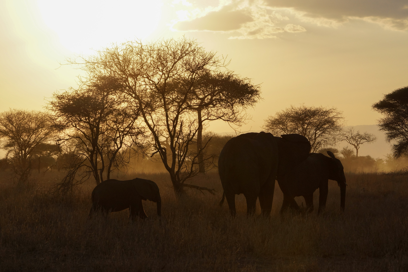 Tarangire at Sunset