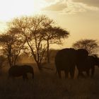 Tarangire at Sunset