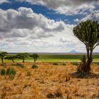 Tarangire Landschaft