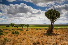 Tarangire Landschaft