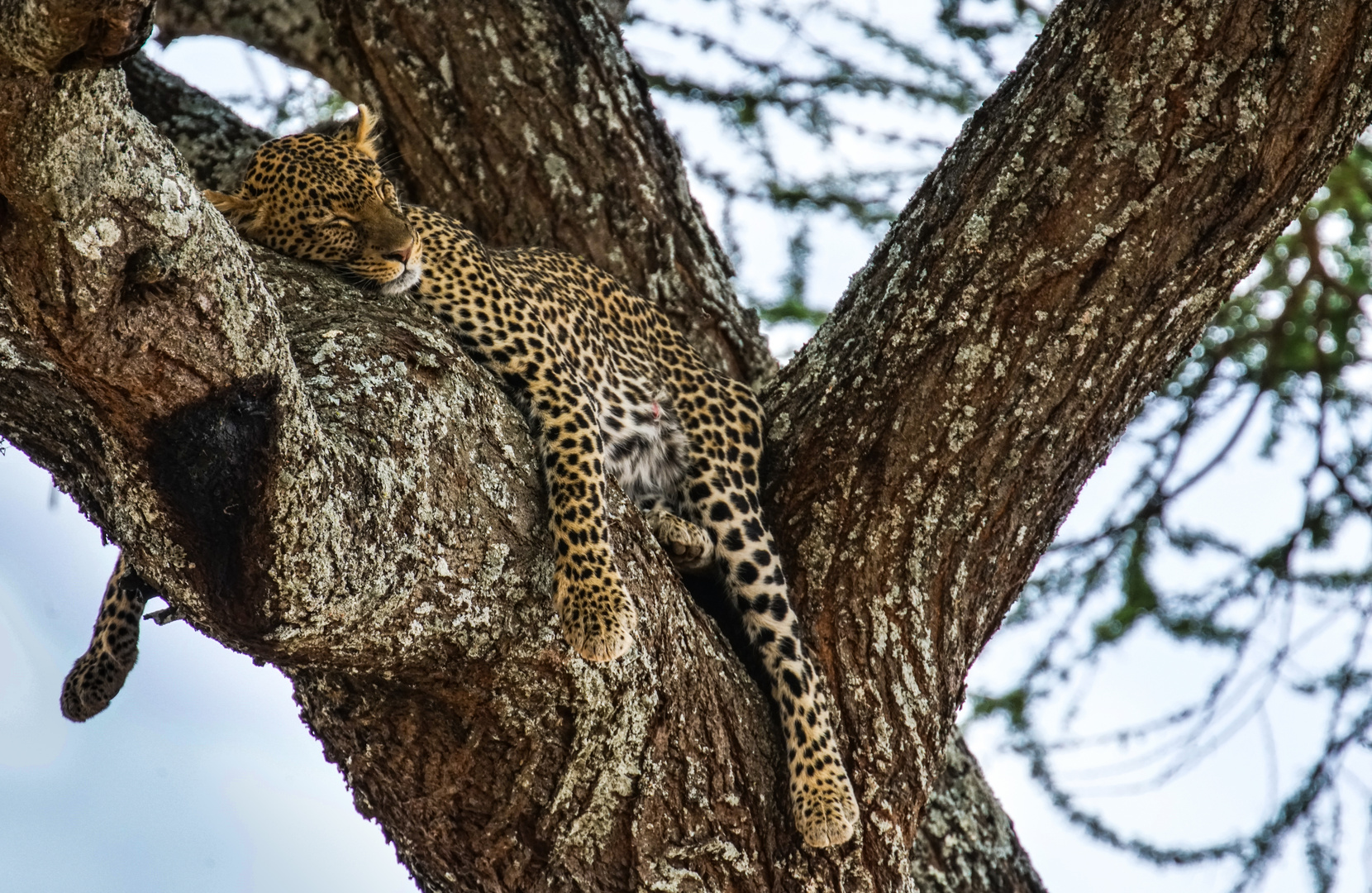 Tarangire Leopard im Baum