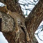 Tarangire Leopard im Baum