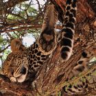 Tarangire Lepard