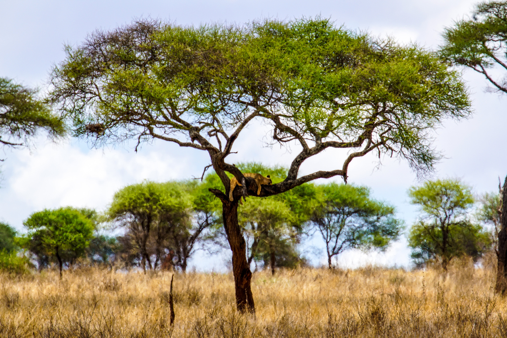 Tarangire Löwe im Baum