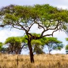 Tarangire Löwe im Baum