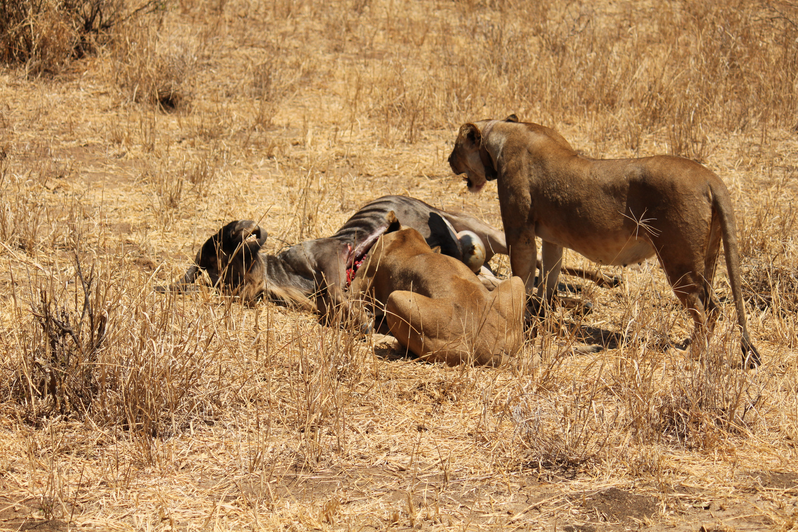 Tarangire-Nationalpark 01