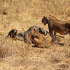 Tarangire-Nationalpark 01