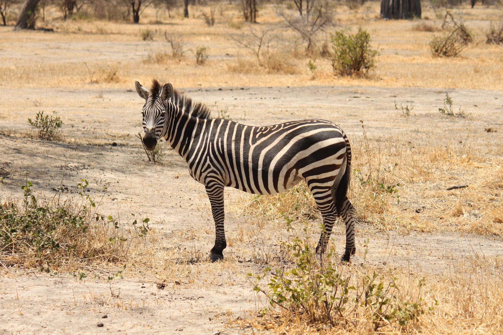 Tarangire-Nationalpark