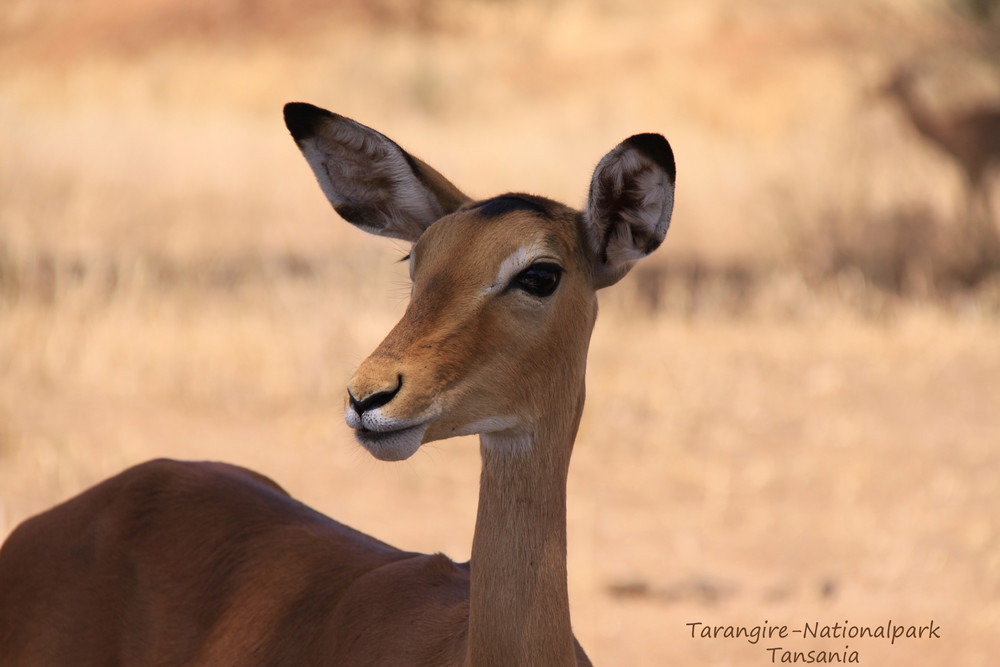 Tarangire-Nationalpark