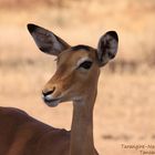 Tarangire-Nationalpark