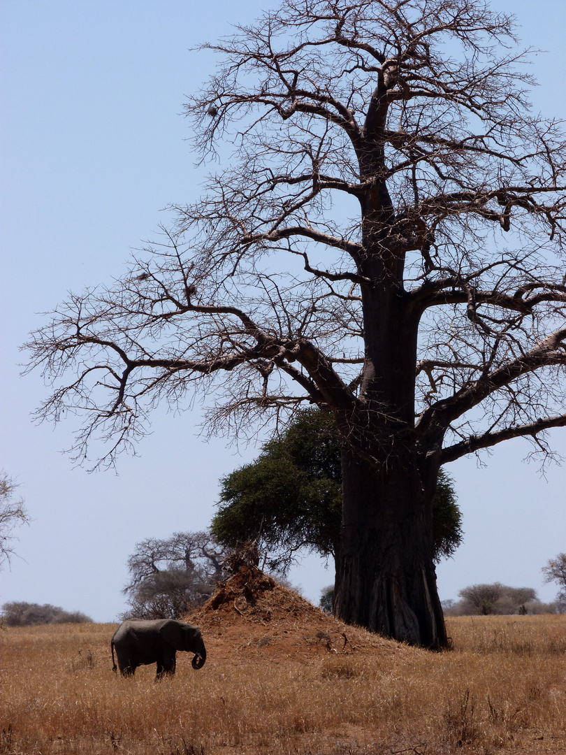 Tarangire-Nationalpark