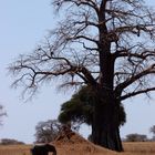 Tarangire-Nationalpark