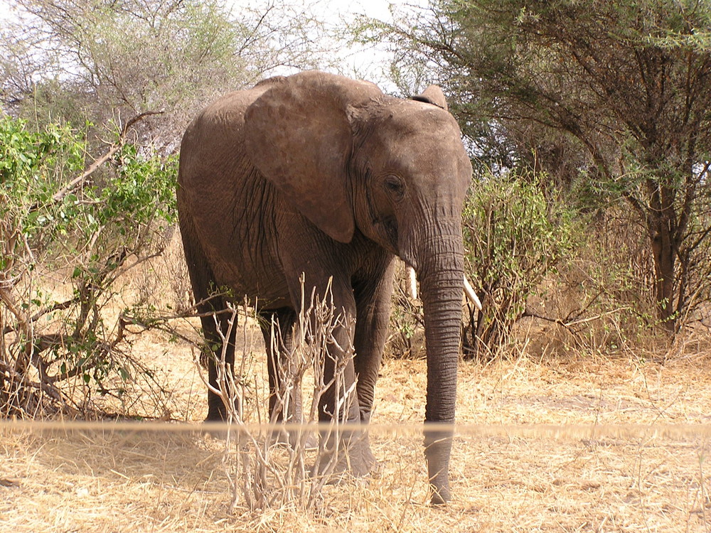 Tarangire Nationalpark - Tansania - 2