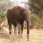 Tarangire Nationalpark - Tansania - 2