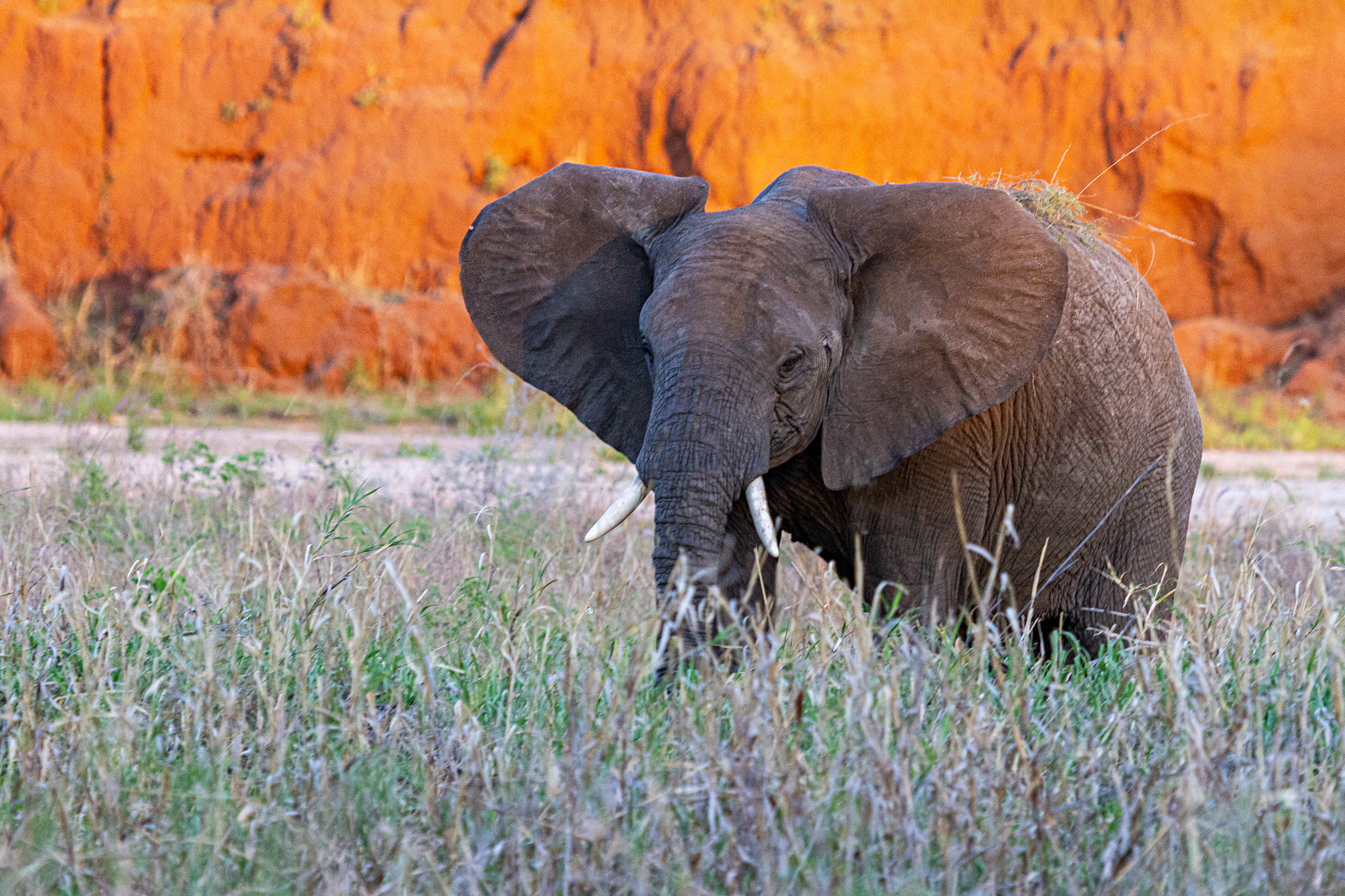 Tarangire Nationalpark, Tansania