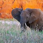 Tarangire Nationalpark, Tansania