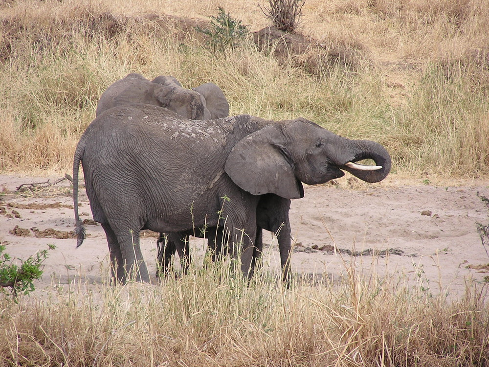 Tarangire Nationalpark - Tansania - 3