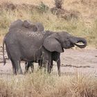 Tarangire Nationalpark - Tansania - 3