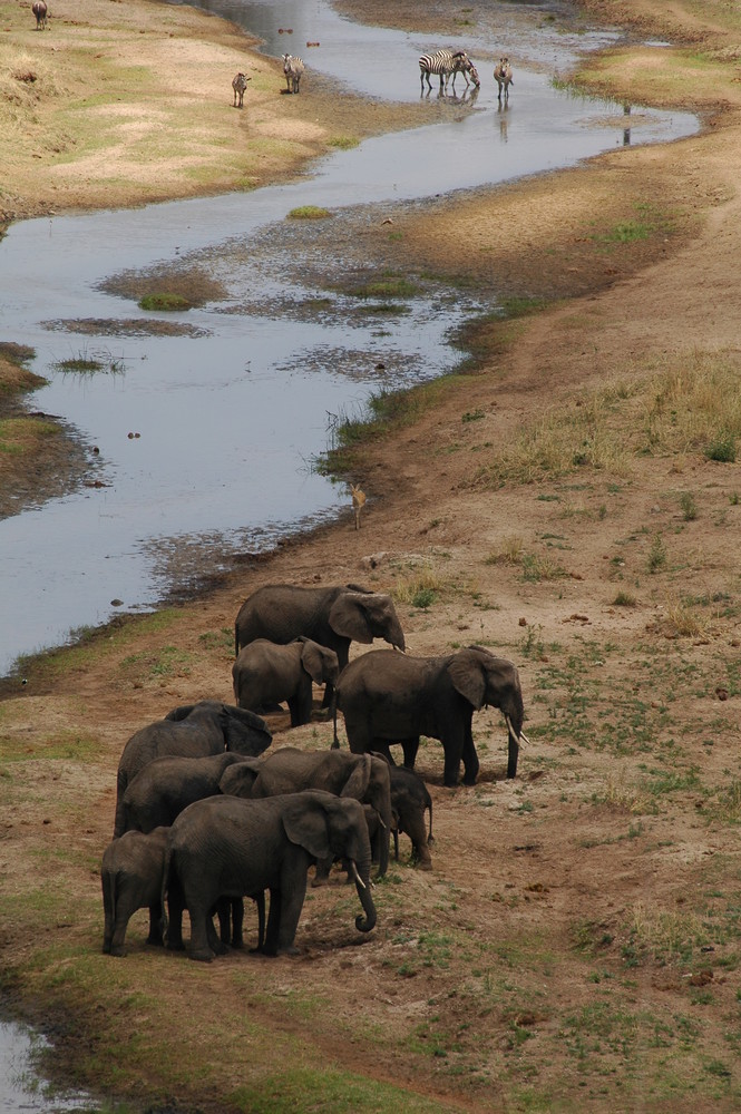 Tarangire NP