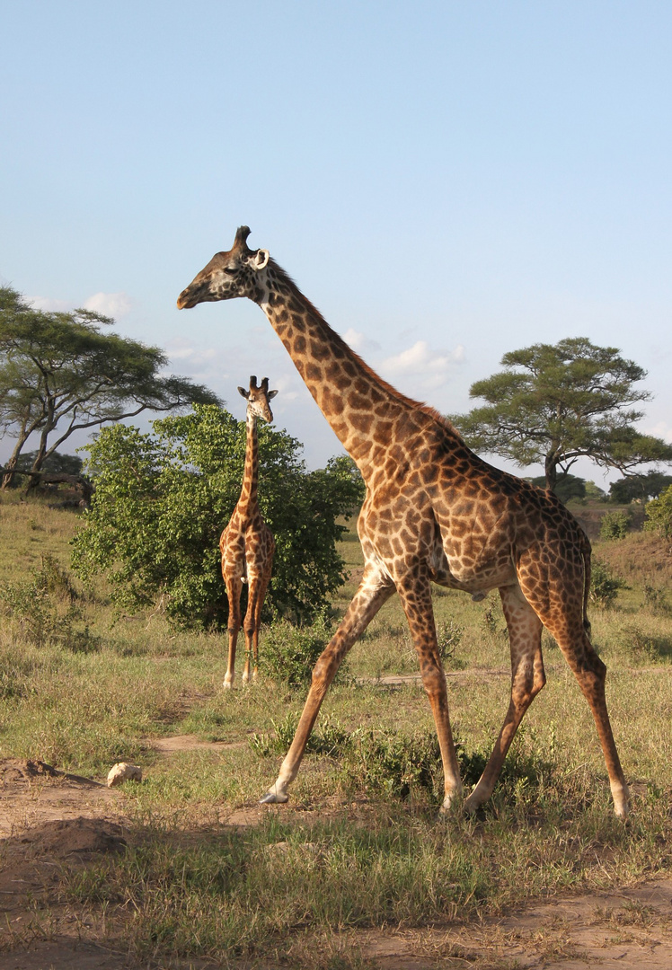 Tarangire NP